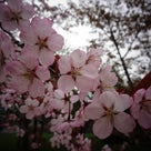 SAKURA散歩_④endの記事より