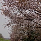 SAKURA散歩_④endの記事より