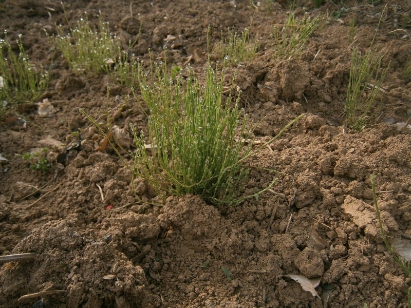 粘土土壌改良に ソルゴー 牧草 がいいとのことで 長野 東御市 スローライフ