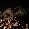 サンゴの産卵　本島1発目の画像