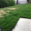庭のＤＩＹ 今週の芝生状況の画像
