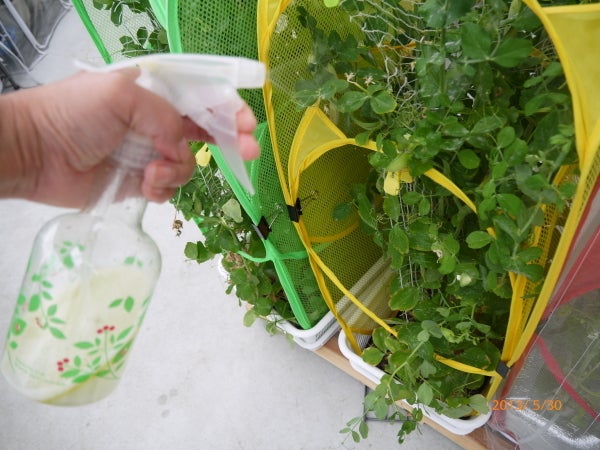 うどんこ病とアブラムシ対策 ニャハハの家庭菜園 ポタジェと水耕栽培
