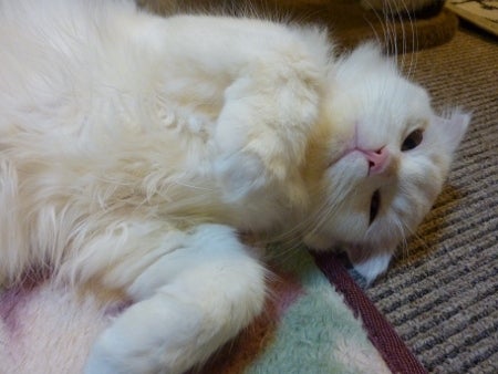 $札幌猫カフェ「にゃん・ど・べる」　まあのブログ