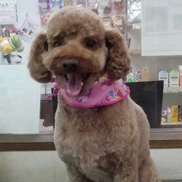 わんすてっぷのブログ
