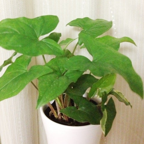 photo:01