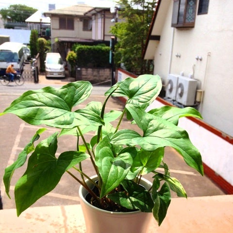 photo:02