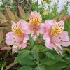 今日の誕生花６/７（火）の画像