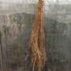 麦ととうもろこしの画像