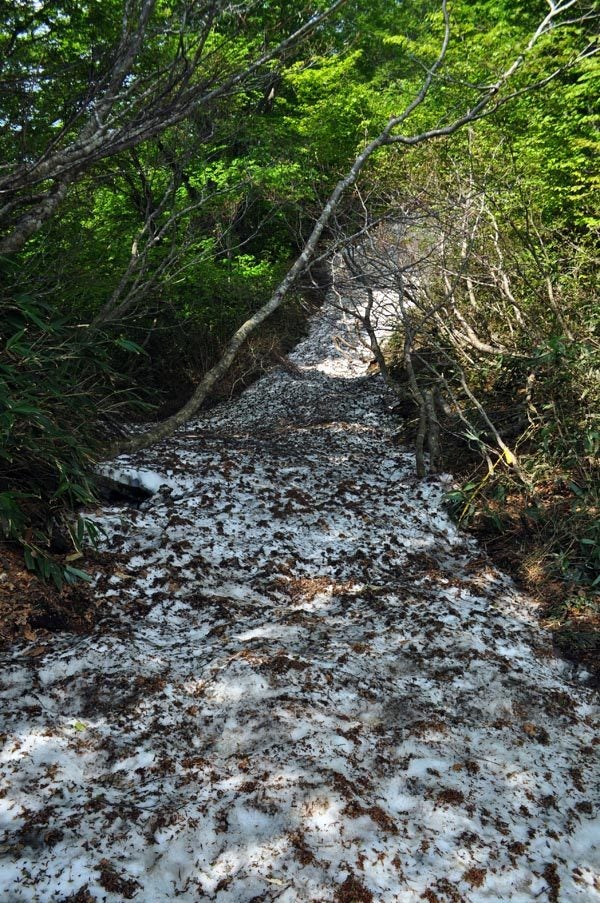 $白神山地ツアーの白神なびスタッフブログ-2013年6月上旬の白神山地「二ツ森」登山4