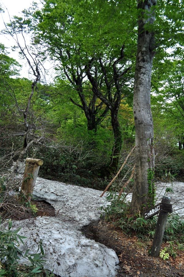 $白神山地ツアーの白神なびスタッフブログ-2013年6月上旬の白神山地「二ツ森」登山1