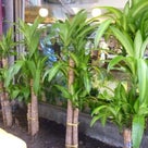 タイの街角　　観葉植物編＾－＾の記事より