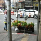 タイの街角　　観葉植物編＾－＾の記事より