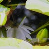 水の中に咲くスイレンの画像
