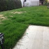芝生の状況　初の芝刈りの画像
