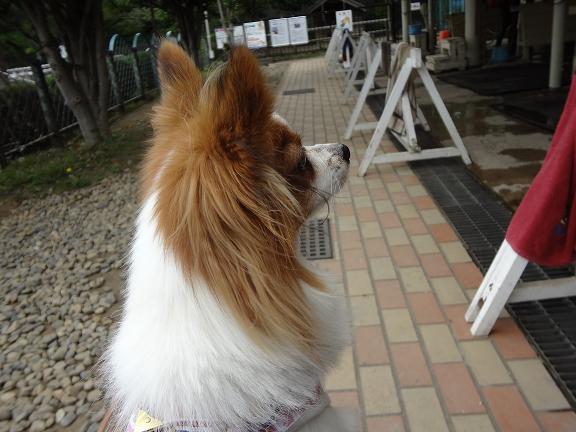 パピヨン犬レン☆のスマイル日記