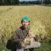 無農薬・無肥料「自然農法」のお米の画像
