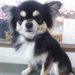 わんすてっぷのブログ