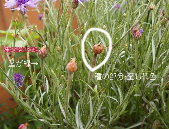ヤグルマソウのタネの採り方のコツ キヨミのガーデニングブログ 長澤淨美のアメブロオフィシャルブログpowered By Ameba