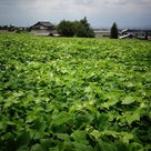 山梨ワイナリーめぐり②の記事より