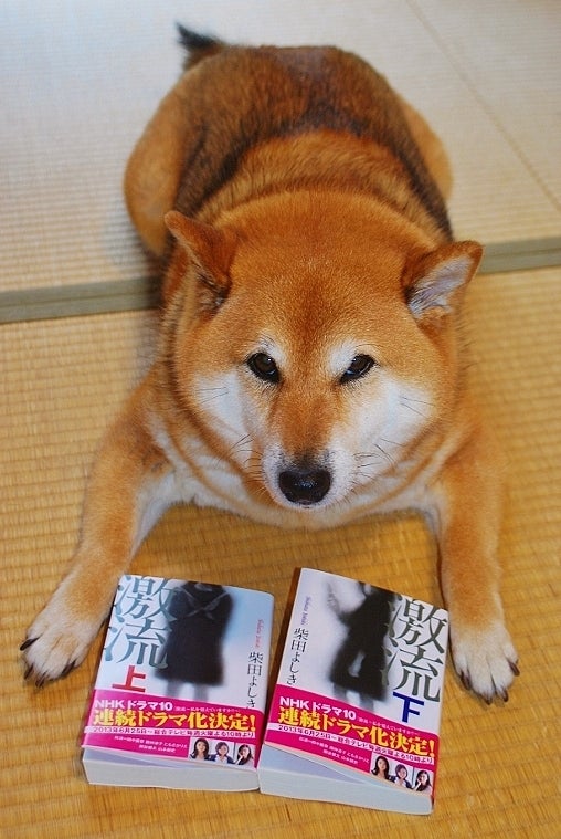 柴犬コロのトホホ日記-一気読み