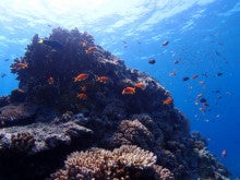 沖縄ダイビング　seafoxのブログ