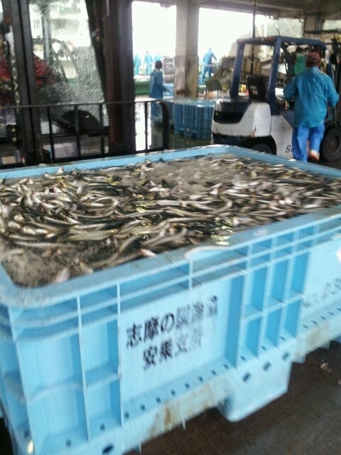 まるせい本店よりおしらせです 丸勢水産ブログ