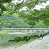 知られざる物語　京都1200年の旅　「夏の嵐山・世界遺産の寺」の画像