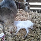山羊のマロンが可愛い赤ちゃんを出産の記事より