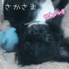 さかさま^^の画像