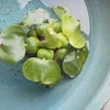 けさの庭　7/8　ホテイアオイの画像