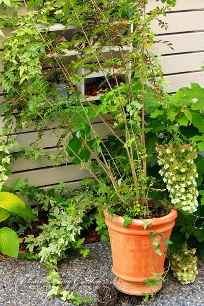急変したシマトネリコ Bloom In My Garden ココロにおいしい庭づくり ガーデニングブログ