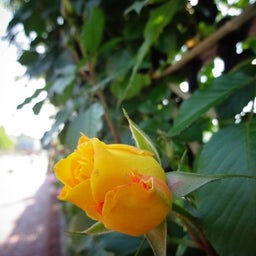 画像 白い恋人パーク☆Rose の記事より 10つ目