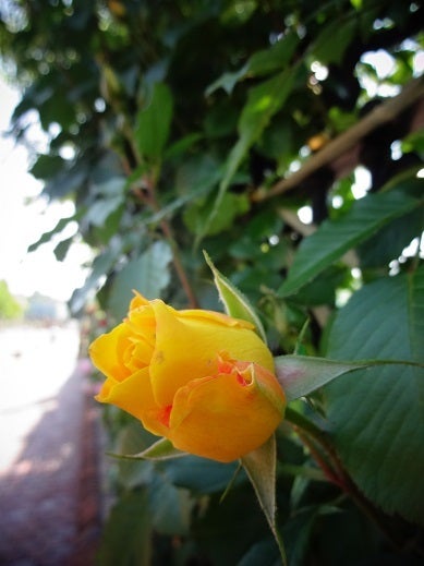 白い恋人パーク☆Roseの記事より
