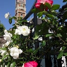 白い恋人パーク☆Roseの記事より
