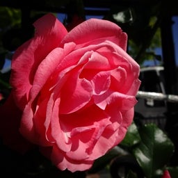 画像 白い恋人パーク☆Rose の記事より 13つ目