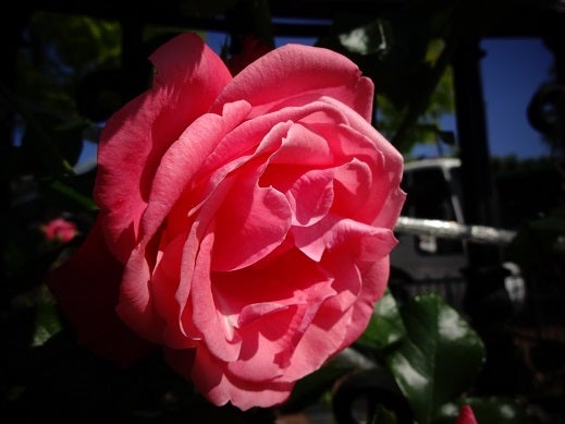 白い恋人パーク☆Roseの記事より
