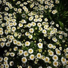 白い恋人パーク☆Roseの記事より