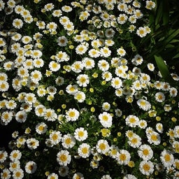 画像 白い恋人パーク☆Rose の記事より 16つ目