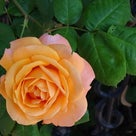 白い恋人パーク☆Roseの記事より