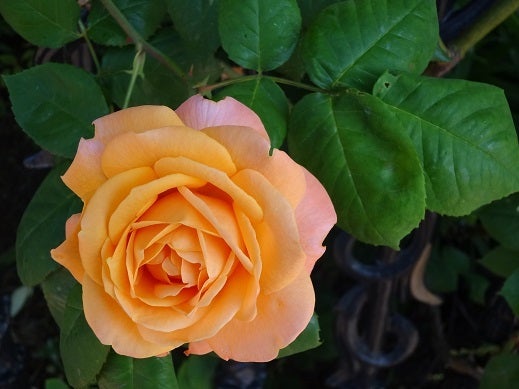 白い恋人パーク☆Roseの記事より