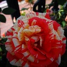 白い恋人パーク☆Roseの記事より