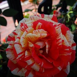 画像 白い恋人パーク☆Rose の記事より 12つ目