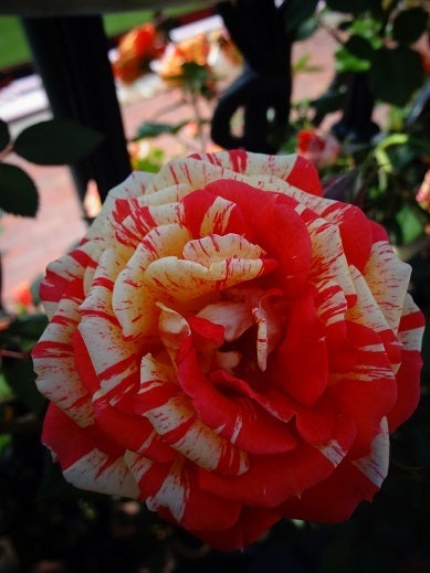 白い恋人パーク☆Roseの記事より