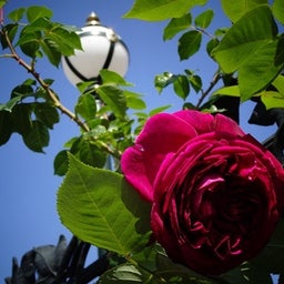 画像 白い恋人パーク☆Rose の記事より 15つ目