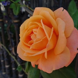 画像 白い恋人パーク☆Rose の記事より 4つ目