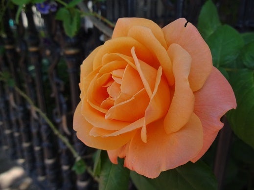 白い恋人パーク☆Roseの記事より