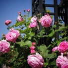 白い恋人パーク☆Roseの記事より