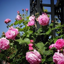 画像 白い恋人パーク☆Rose の記事より 14つ目