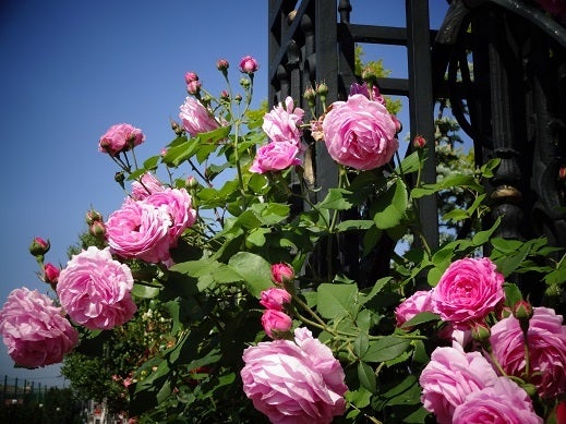 白い恋人パーク☆Roseの記事より