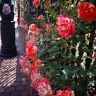 白い恋人パーク☆Roseの記事より